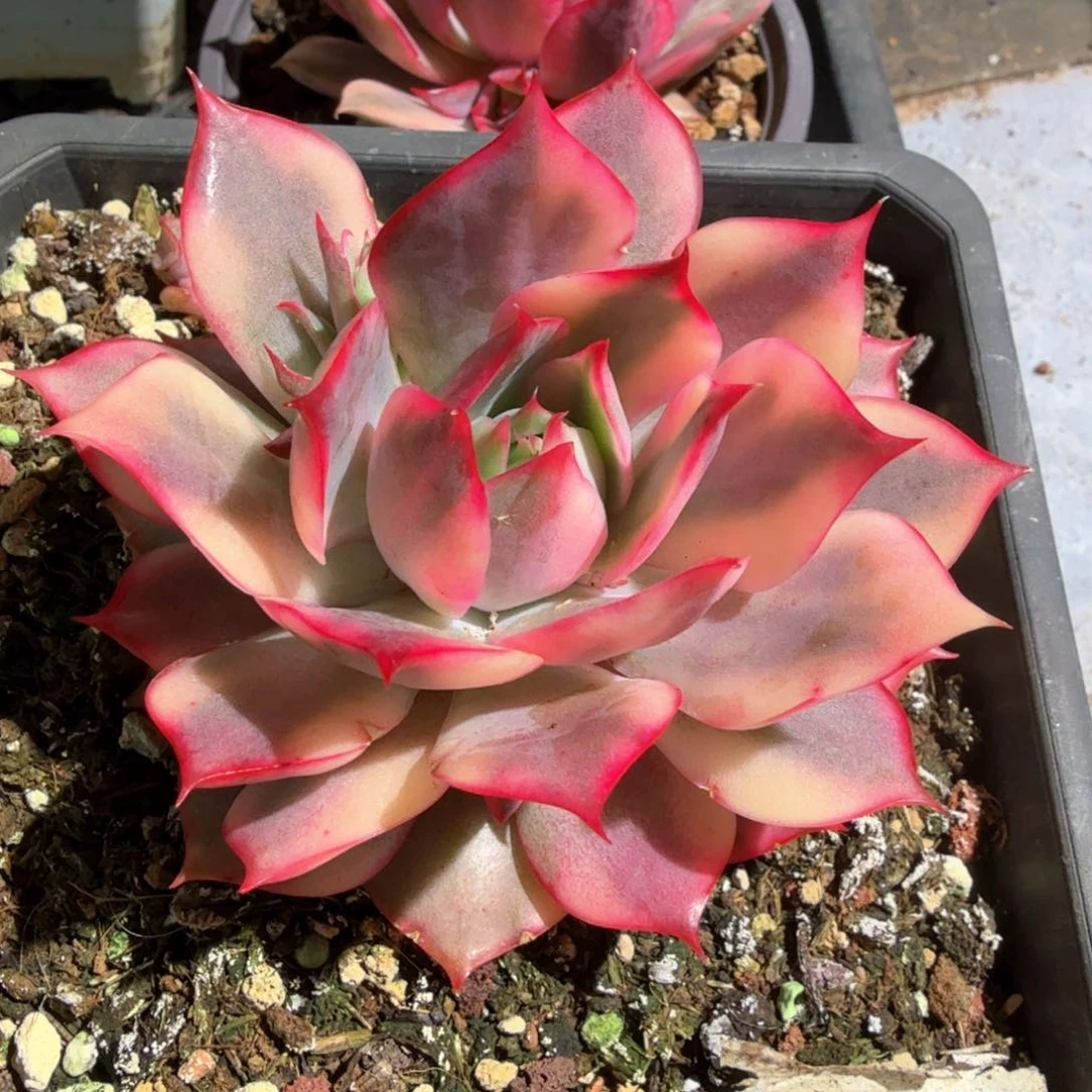 红宝莲灯锦群，锦上园艺量拍