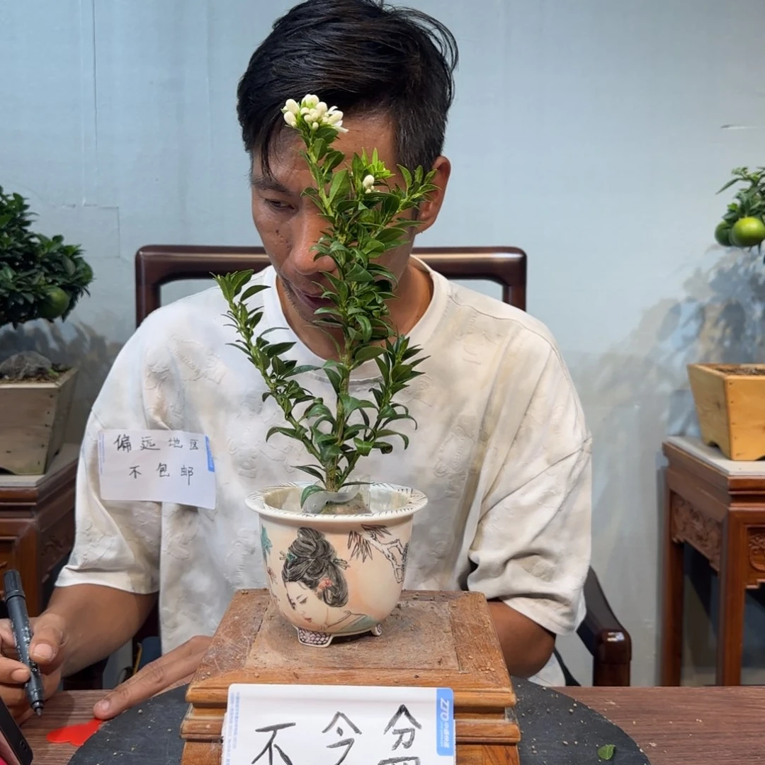 当前无花朵，栽培后可花朵飞***8