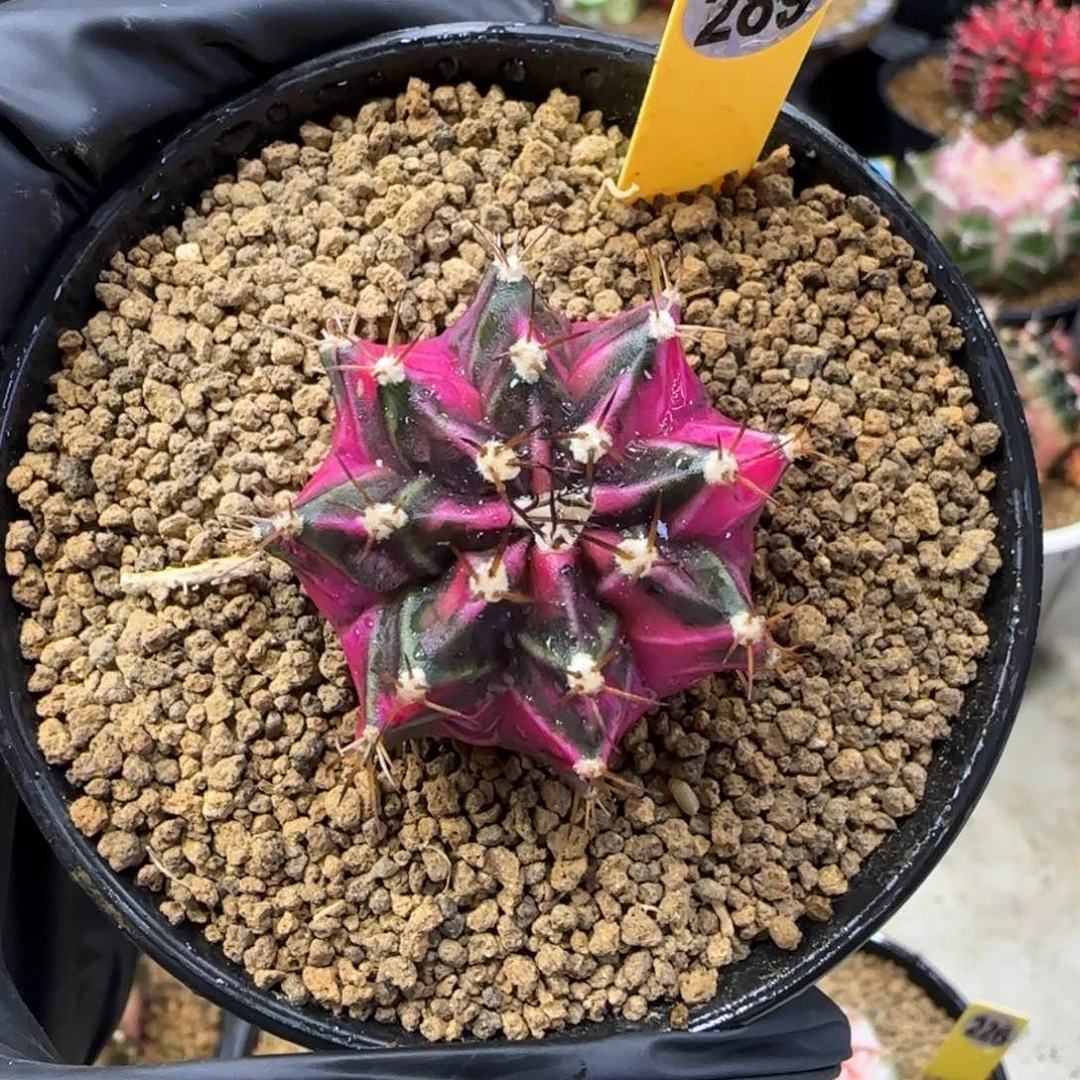 289号泰系名品侧芽