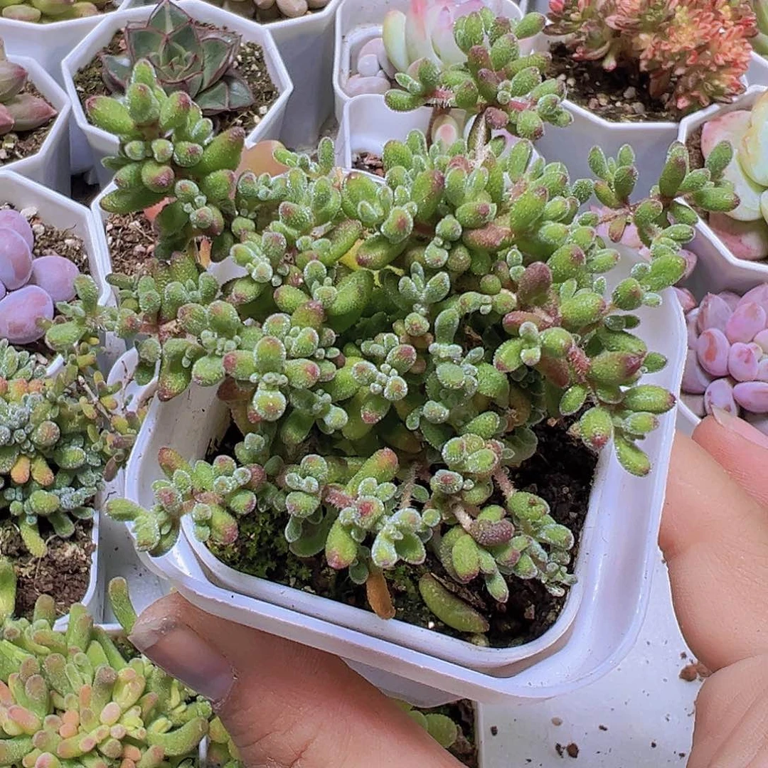 大红宝石枝干19包邮