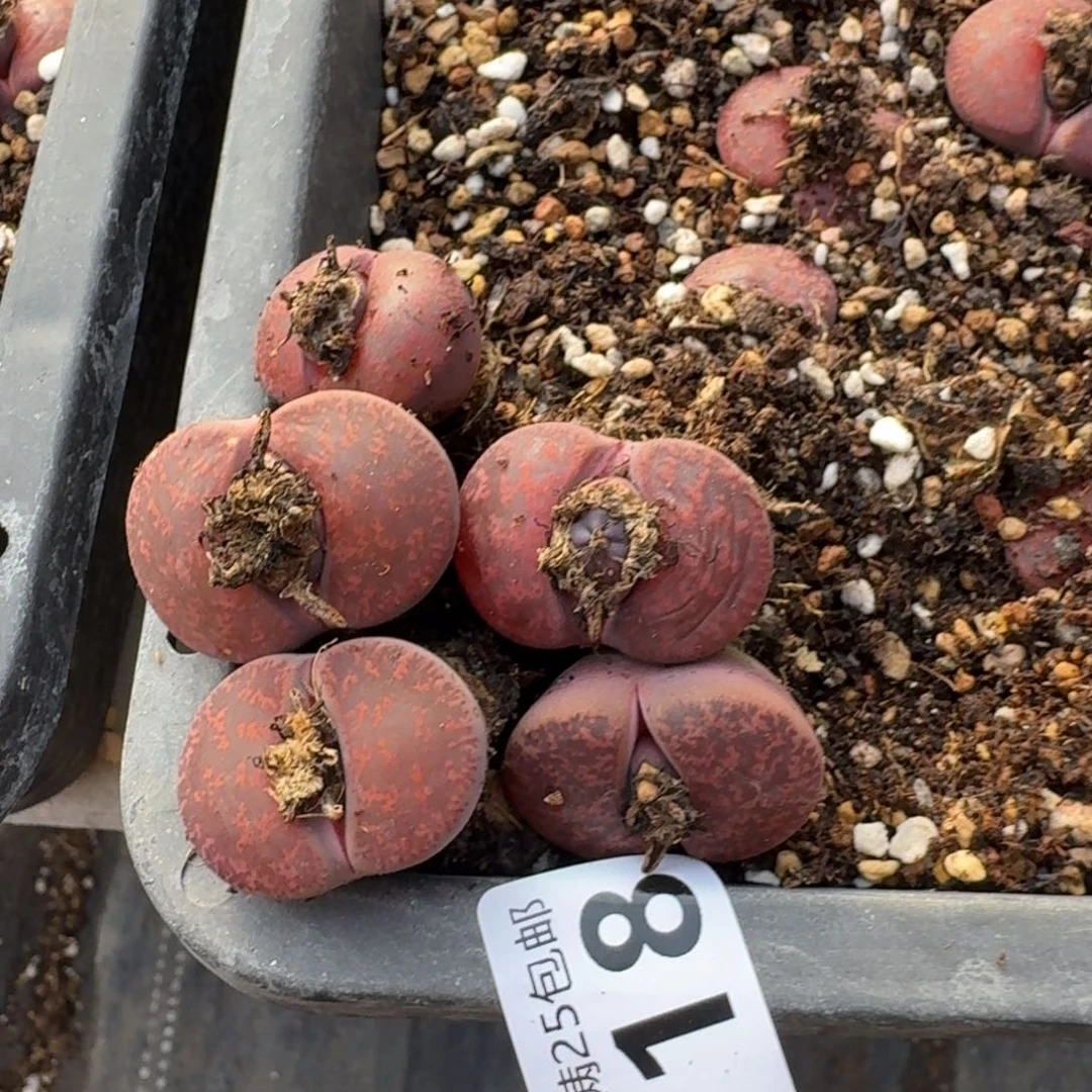 少*游K719酒红紫勋混合四年母本