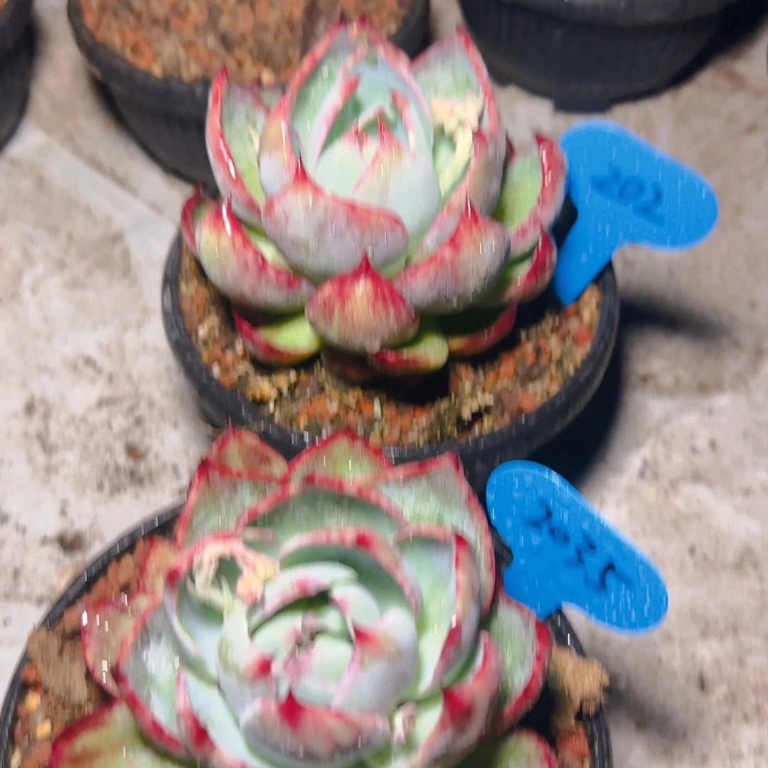 惊鸿仙子一物一拍2035号