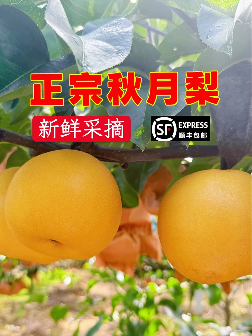 【顺丰包邮】正宗烟台秋月梨  原产地直发 皮薄，多汁，肉厚，甘甜