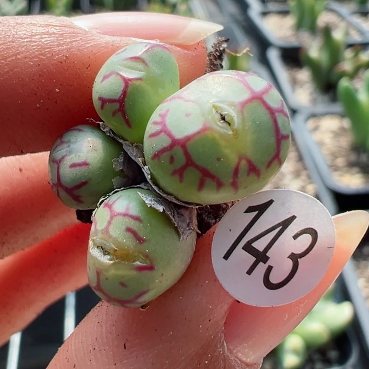 143号1111111111111111