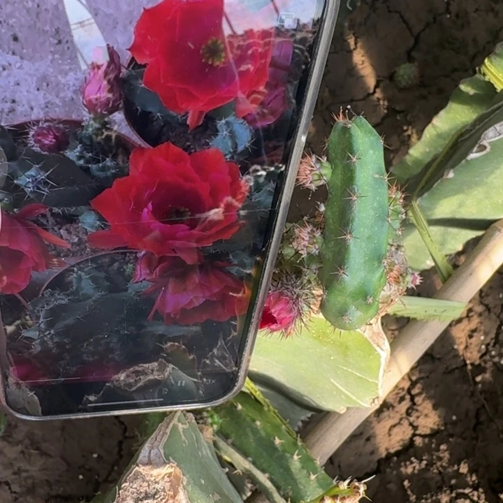 270红重瓣美花角无根侧牙4公分左右