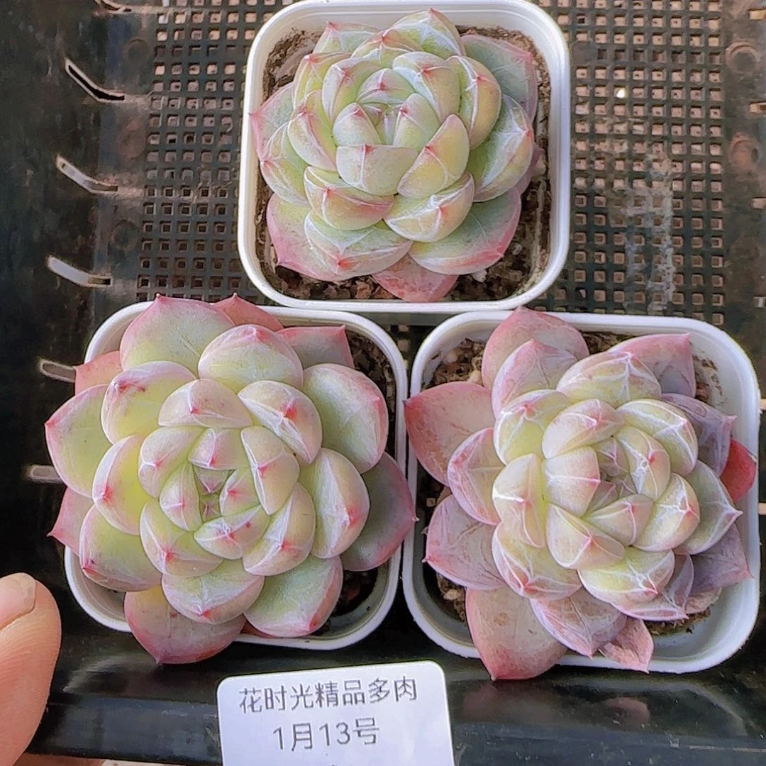 花时光精品多肉19