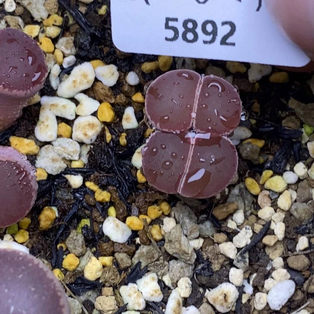 R****15892。18包邮.当天凑哦。新疆西藏88包邮