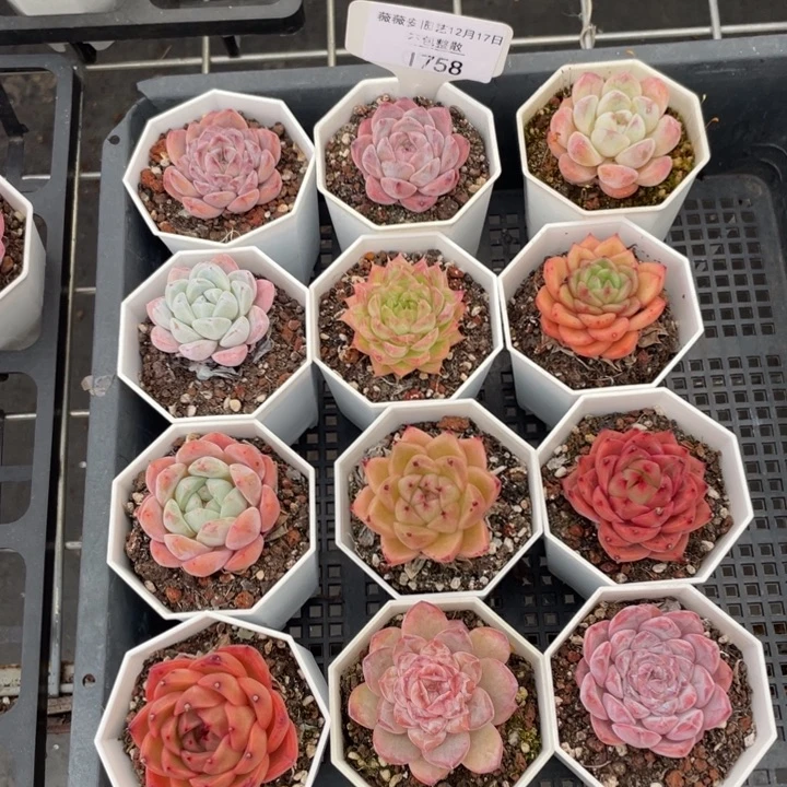 不包整散 盆子不售后1758