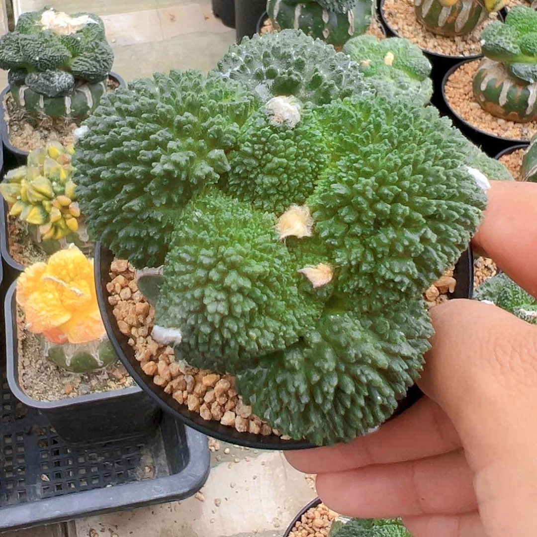 苗接哥斯拉，尺寸7.5公分