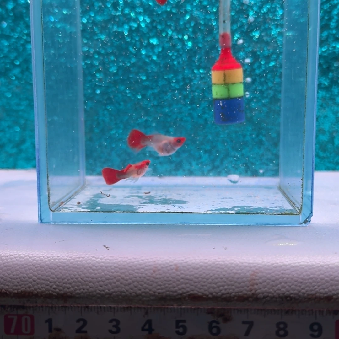 黑玛丽鱼586号清缸玻璃猫4条