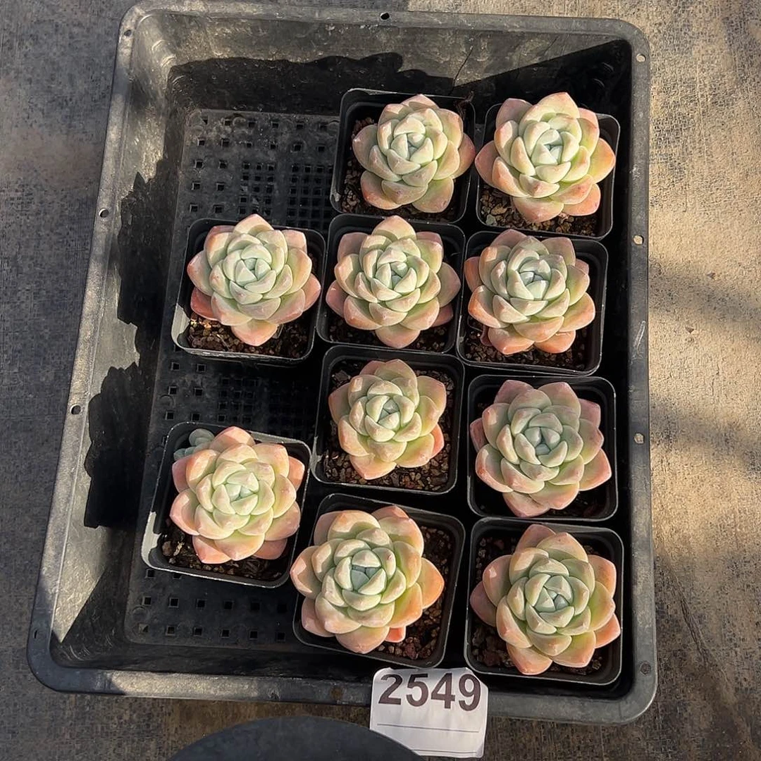 2549，10个单头冰玉脱土发货