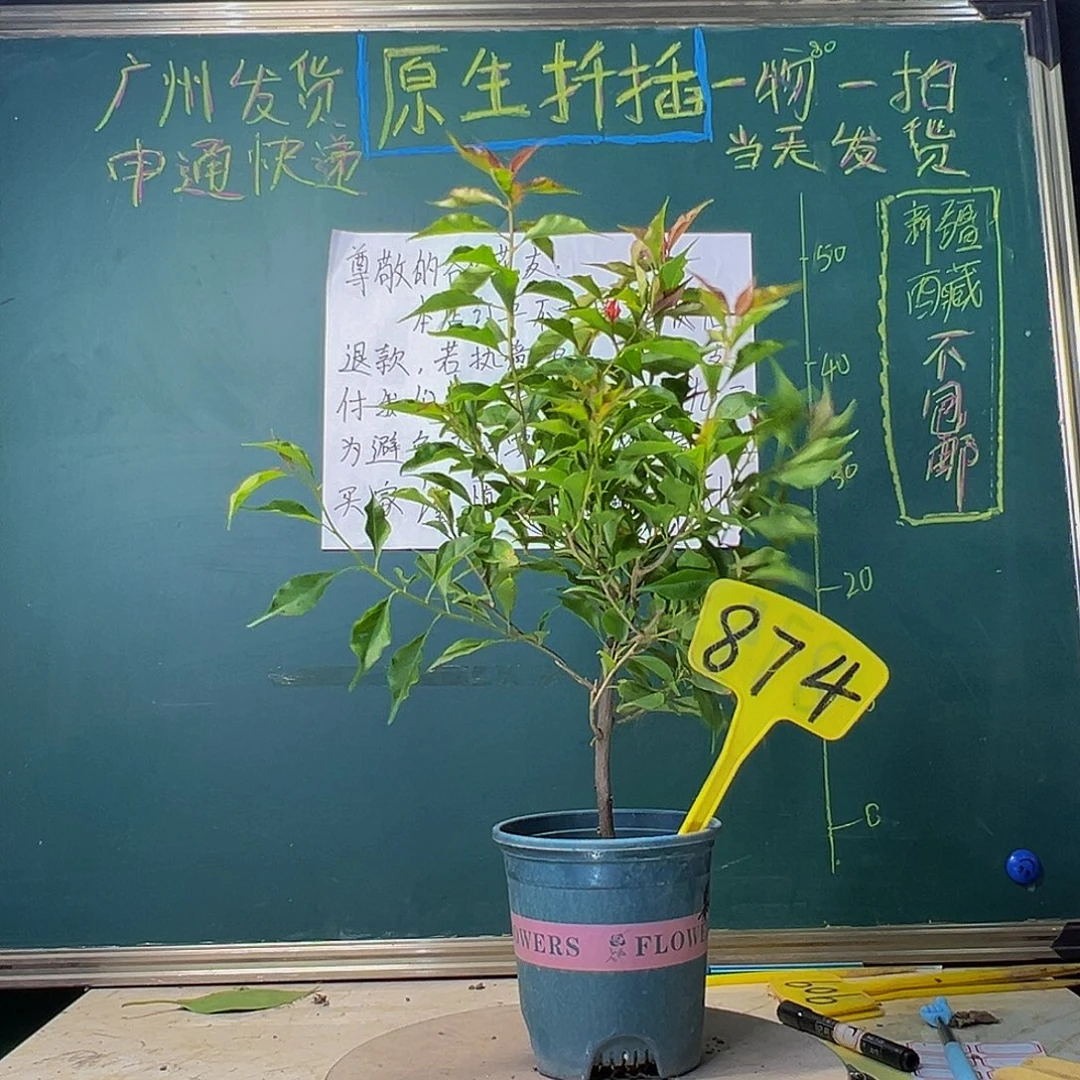 当前无花栽培后可以开花紫桑巴874