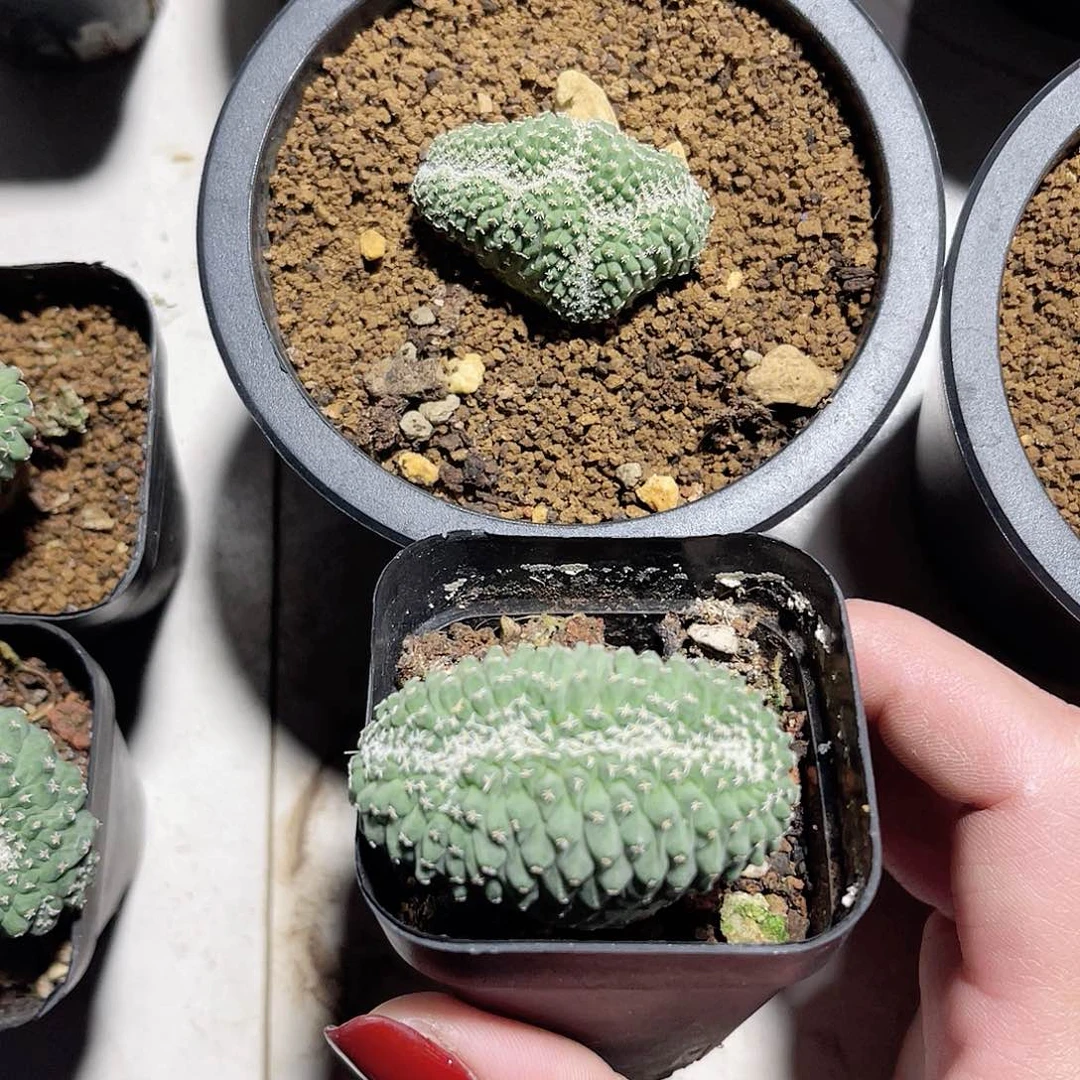 实生菊水缀化仙人球2个