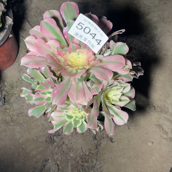 5044白凤的的的多肉