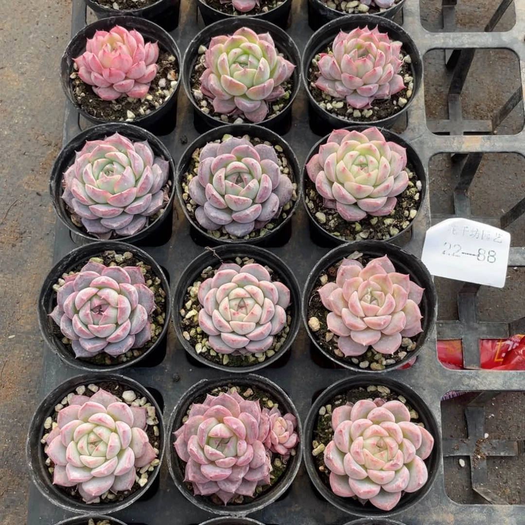 一物一拍18颗22-88