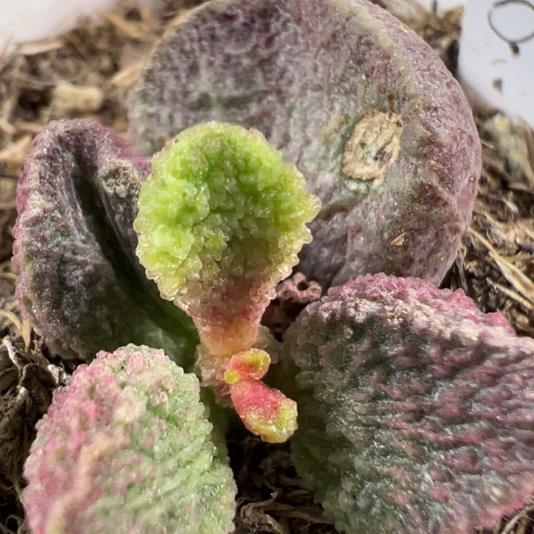 w紫色冰晶颗粒有干疤特价