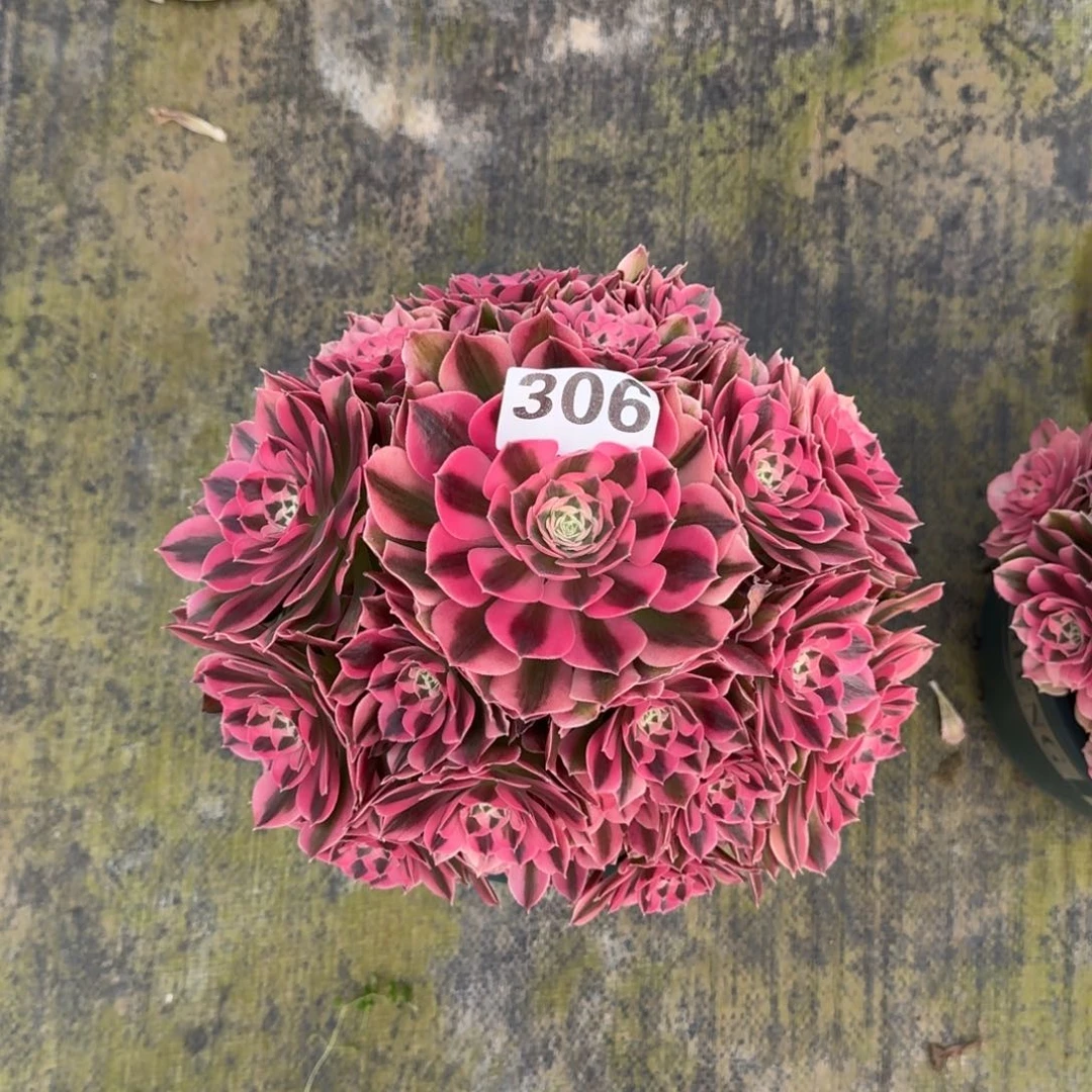 用****8306！粉女巫法师多肉植物