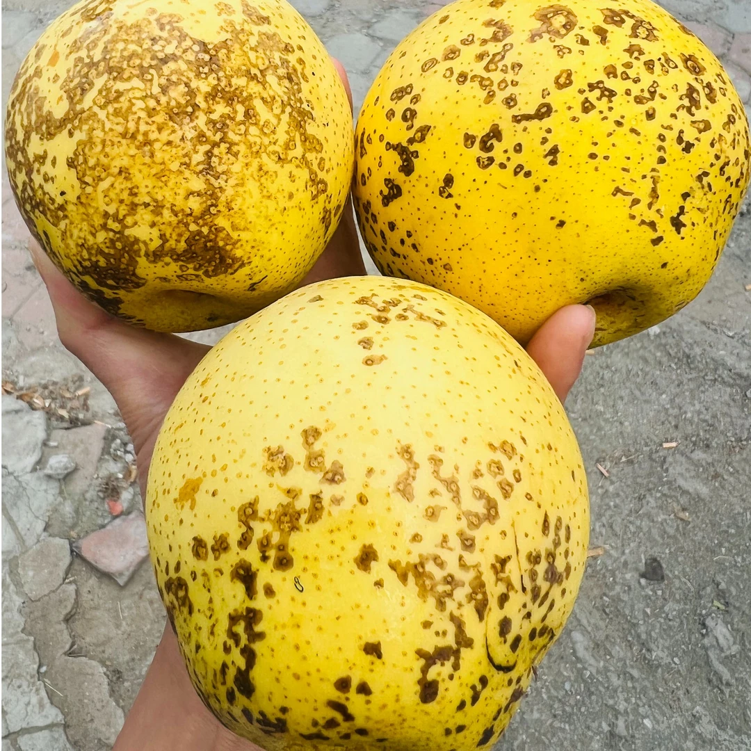 【酥脆爆汁】天津本地绿宝石酥脆丑梨水果(顺丰包邮)梨天津市