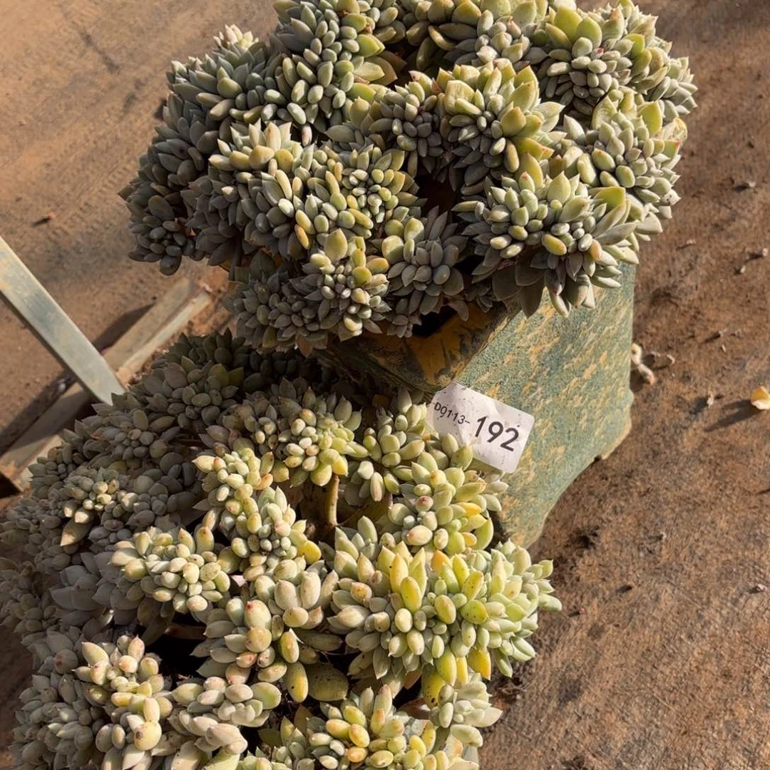 佐*梨同温层多肉胖美人缀两颗192