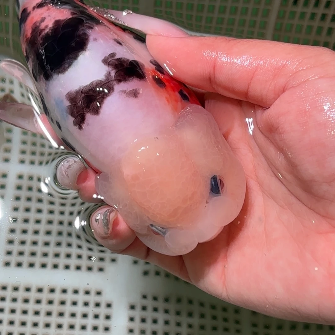 *****金鱼拍包装包邮，不拍包装运费到付