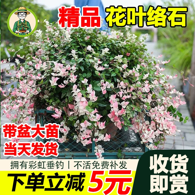 拾园记花叶络石盆栽多年生耐寒热室内外阳台观叶垂吊植物绿植花卉