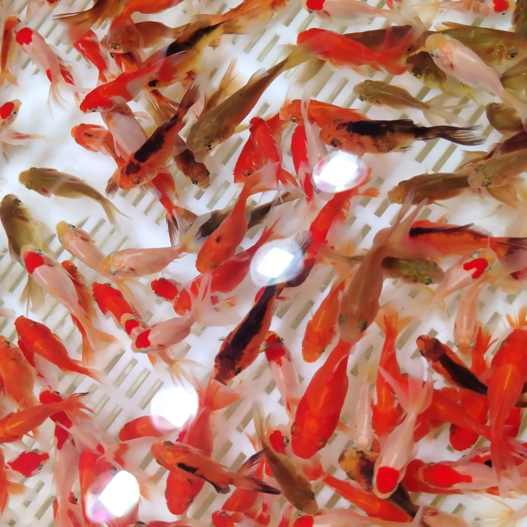 【优选金鱼苗】红头泰狮元宝玛丽鎏金龙睛 17条2-5公分 品种混搭