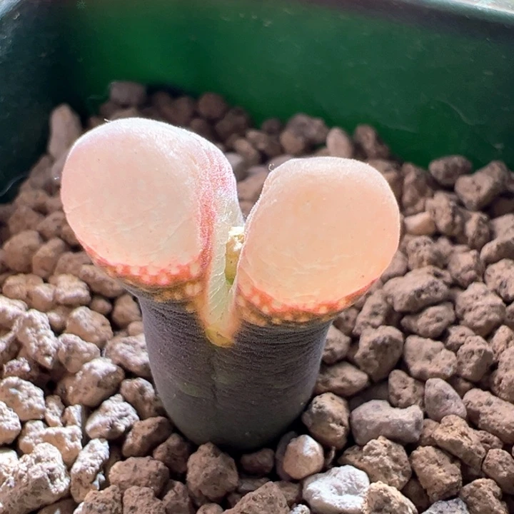 w173。青蛙3年pv1089鲑鱼粉 88折后价