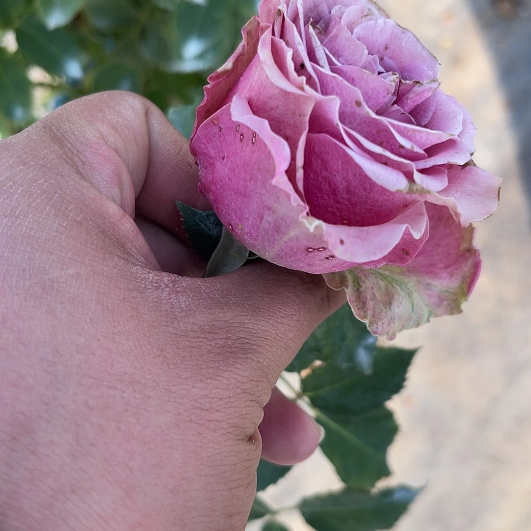 无花朵———紫荆勋章 福利