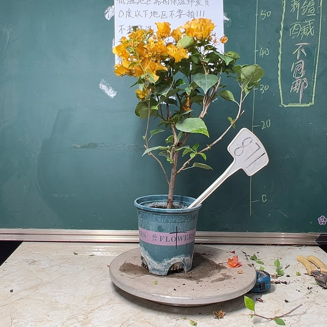 完全开放加州黄金 871