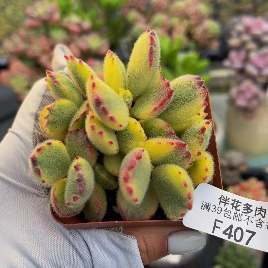 407-熊童子多肉5cm多肉