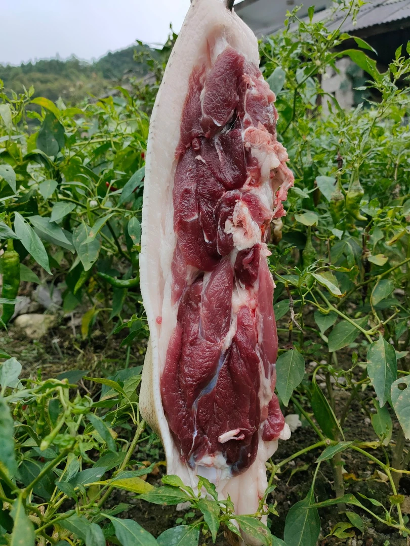 本土散养藏香猪鲜肉直播现称