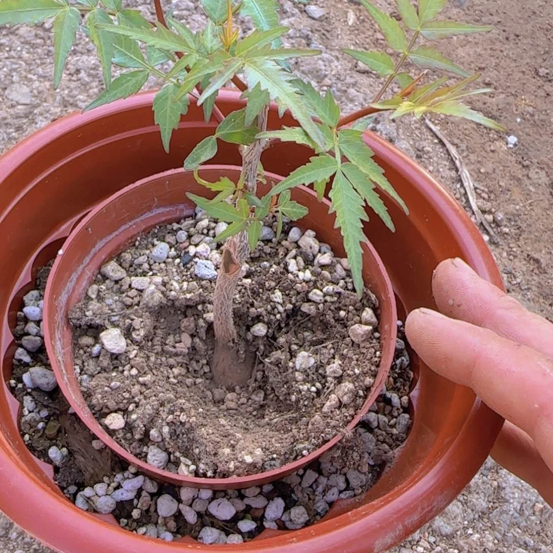 幽***灵块根植物块根植物块根