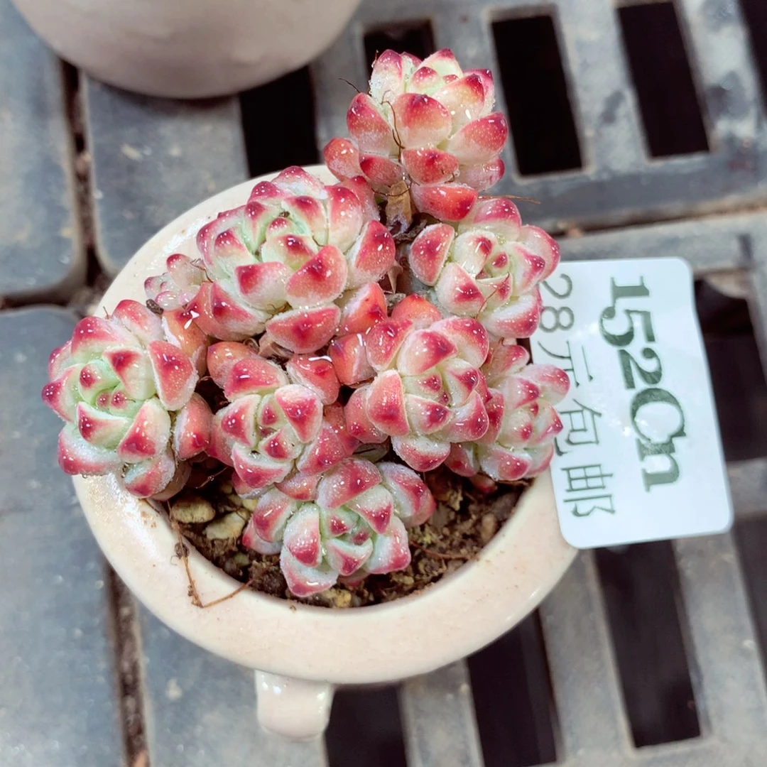 5厘米盆精控多肉152