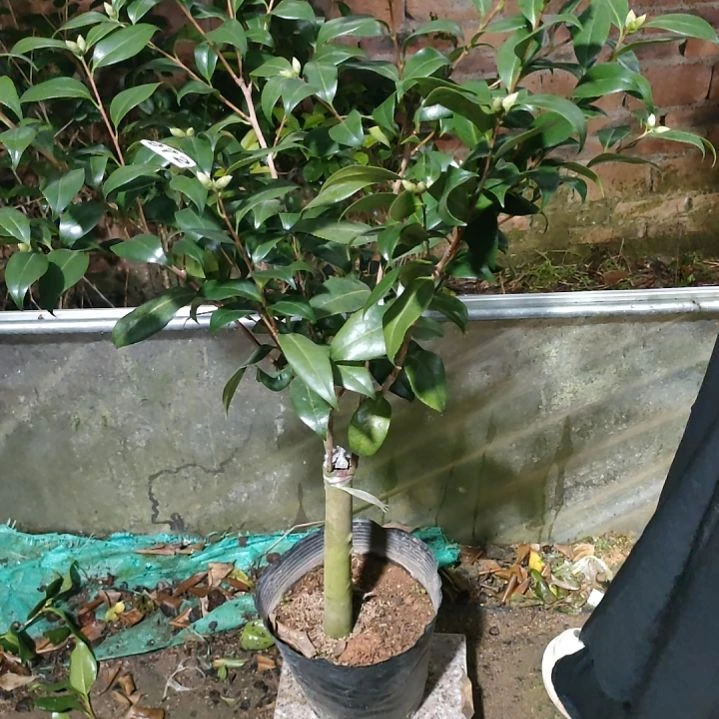 多色喷原盆972原盆