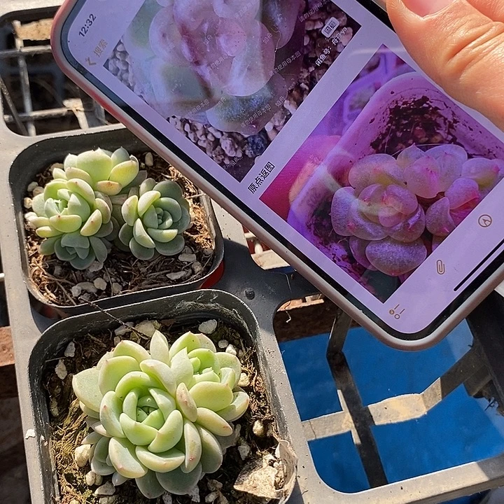 上盆秃子甜心群生2颗