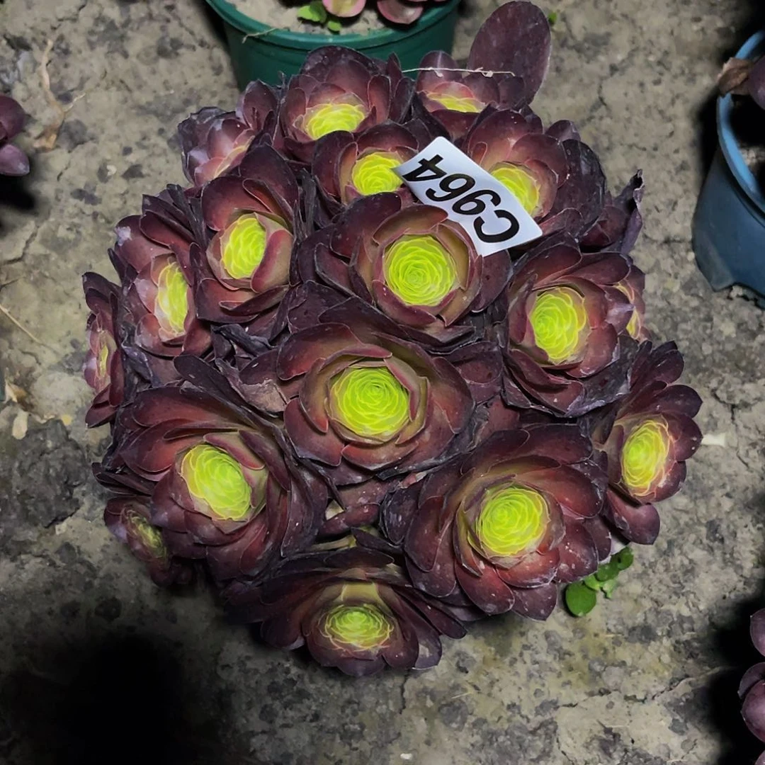 魅金法师16///31包邮