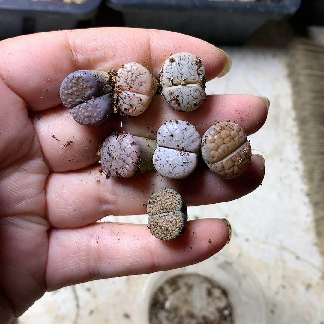 N****cH122多肉植物保护