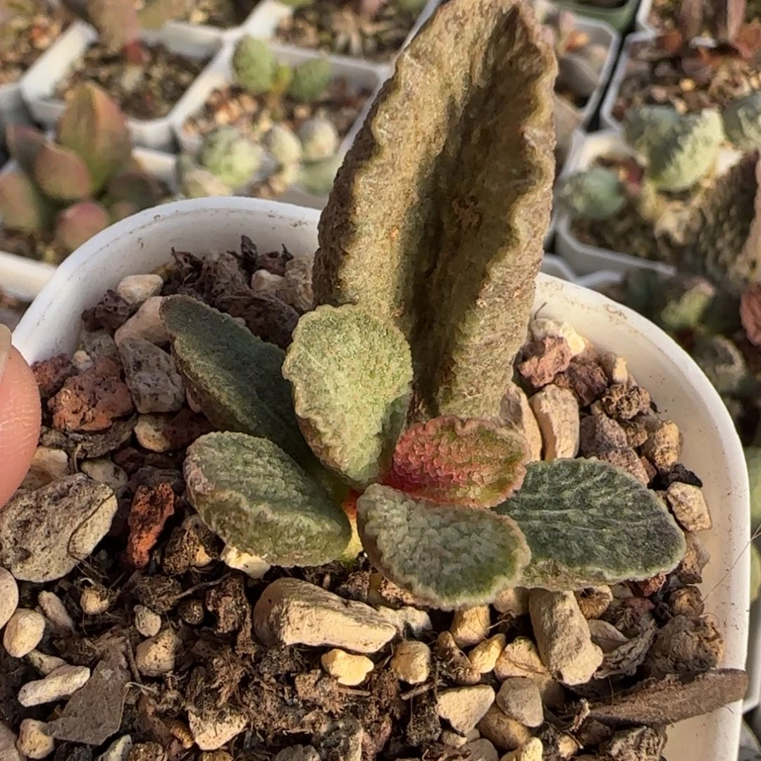 园艺水泡多肉植物水泡