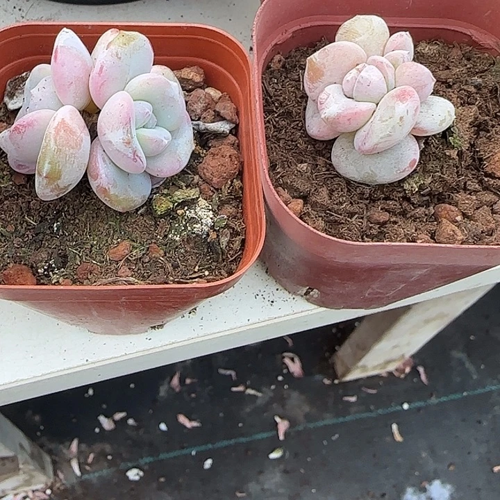 云****青蛙王子儿童牙膏11