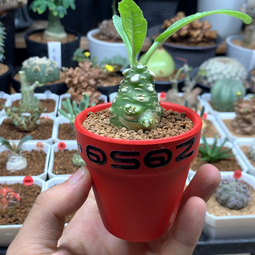 索马里白皮琉桑带盆