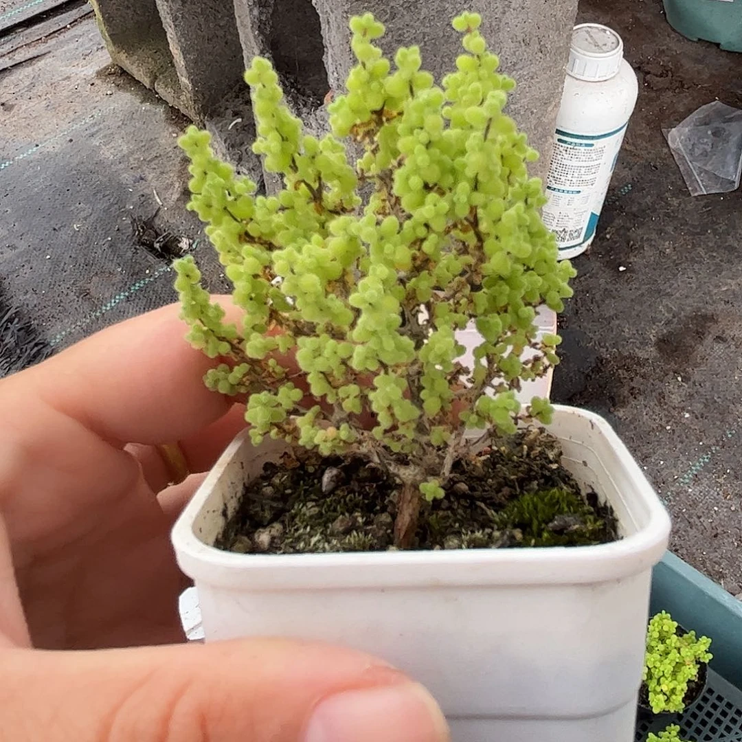19小小米优选枝干番杏