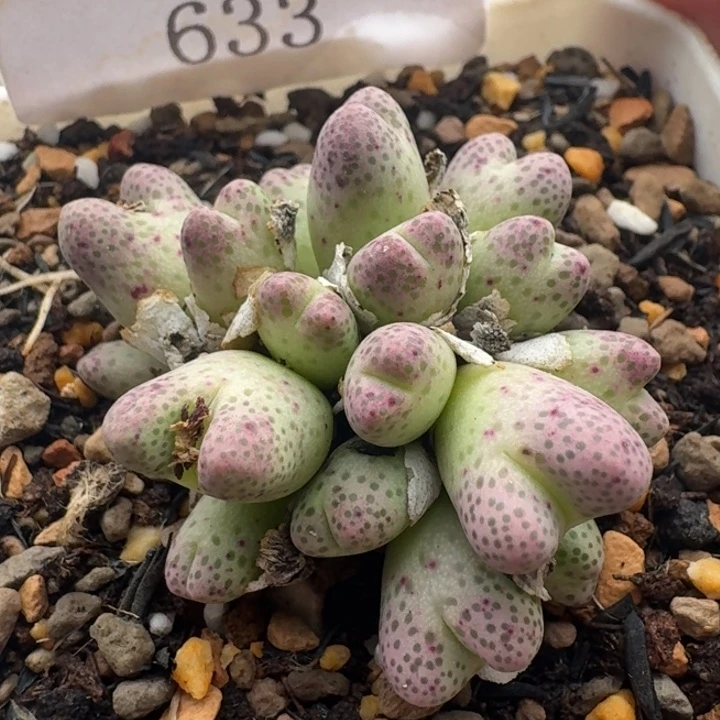633 草莓斑马。