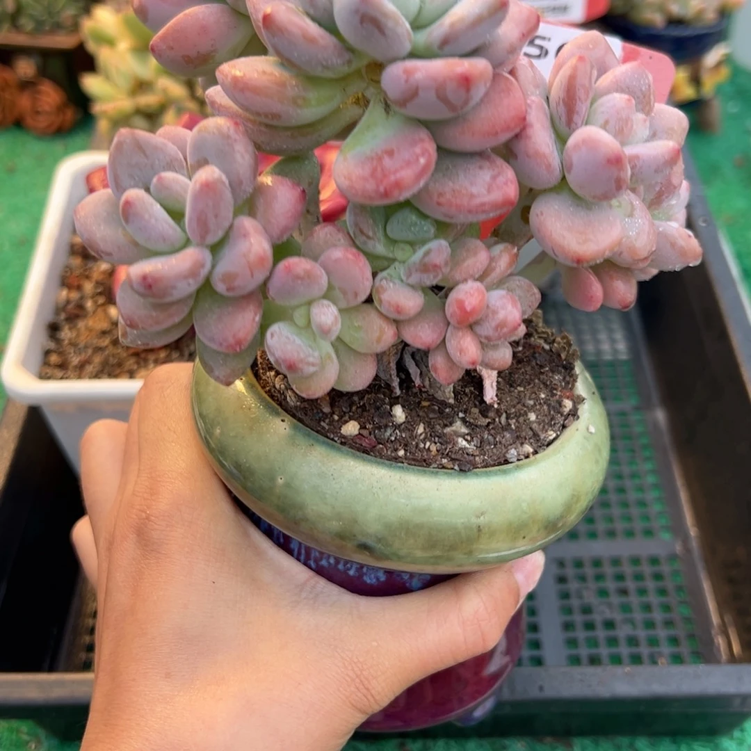 表妹精品多肉植物656.