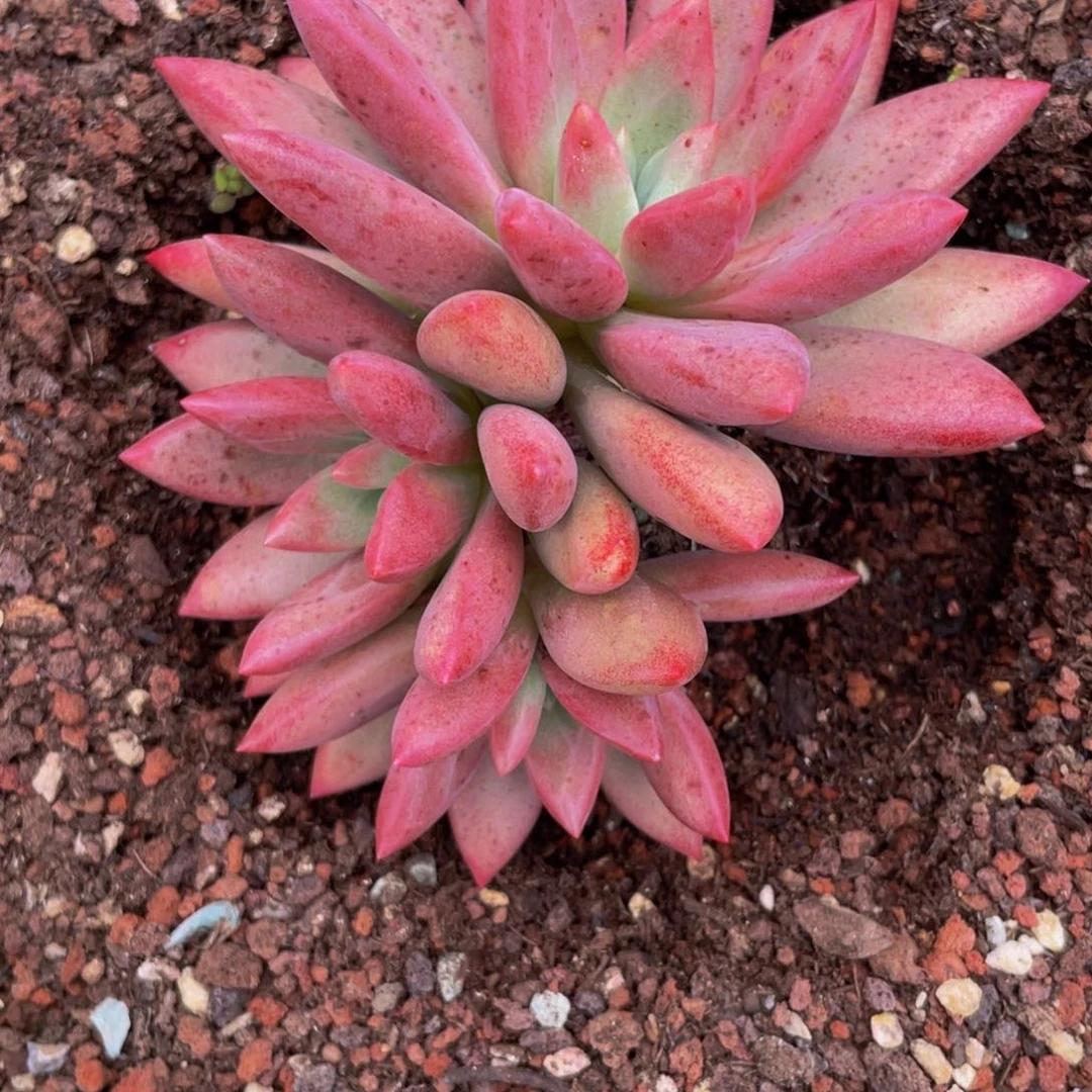 无花朵七**望知音3头