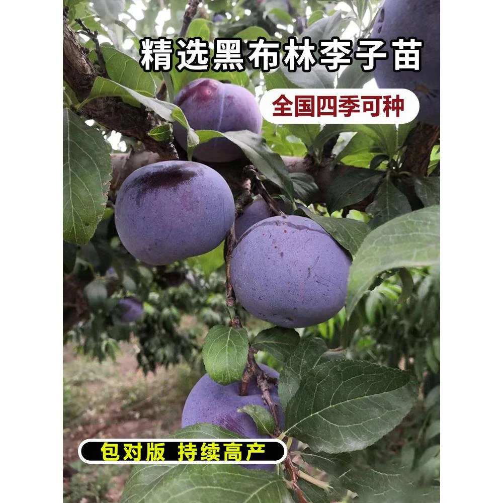 黑布林李子树苗南北方地栽特大果苗盆栽嫁接甜脆脱骨果树当年结果