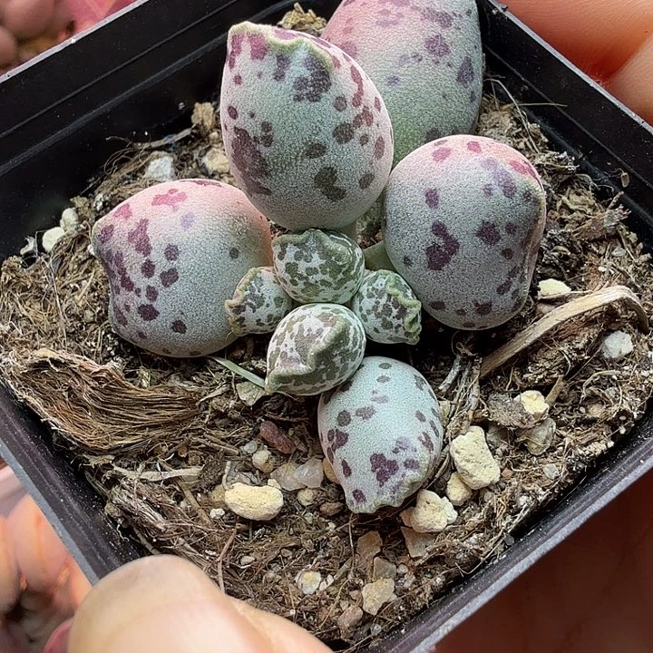 一物1️⃣拍，带盆土发货