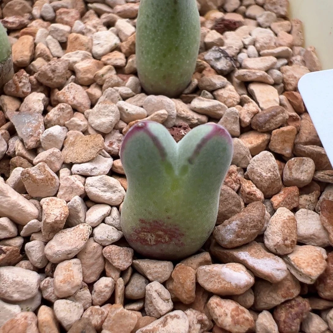 风895. 园艺优选985猪蹄