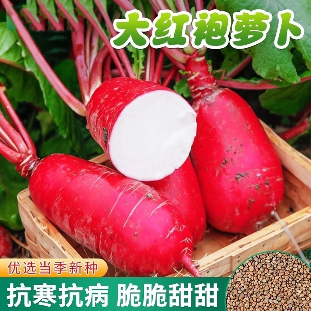 大红袍萝卜种子红萝卜种籽白肉高产春秋四季农家阳台盆栽蔬菜种孑