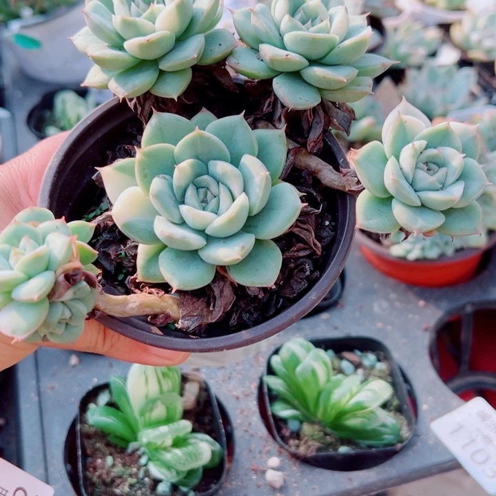 月亮仙子锦多肉植物1120