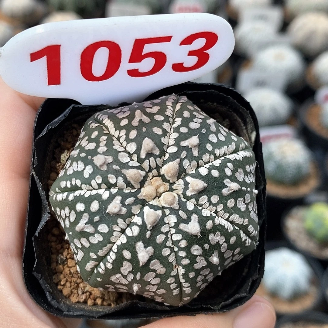 1053七愣v兜系列福利